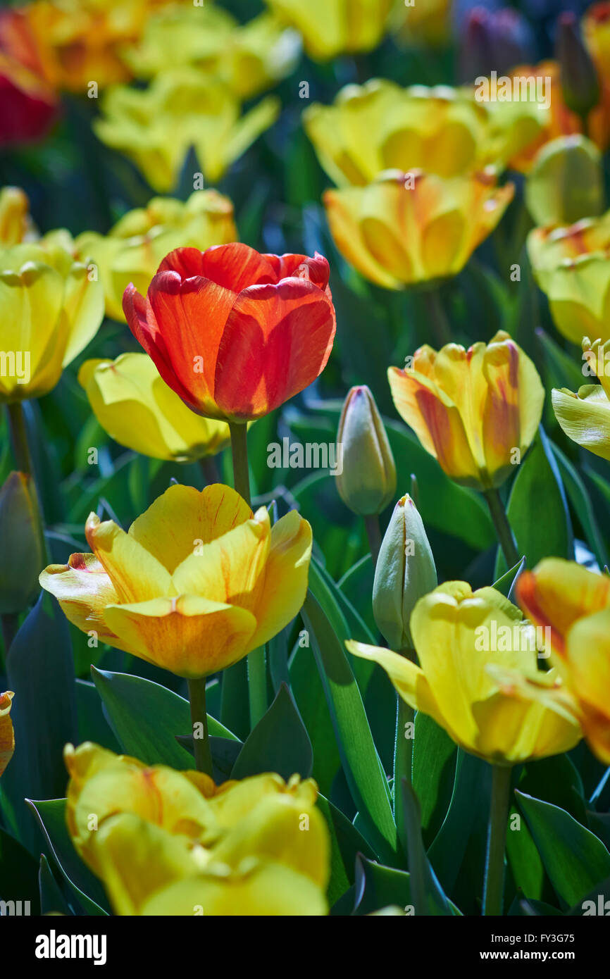 Les tulipes en fleurs, Hershey Gardens, Hershey, Pennsylvanie, USA Banque D'Images