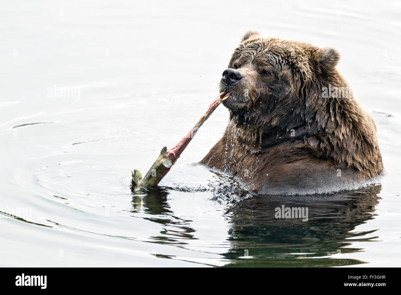 Ours brun femelle festoyer sur le saumon fraie dans Katmai National Park, Alaska Banque D'Images