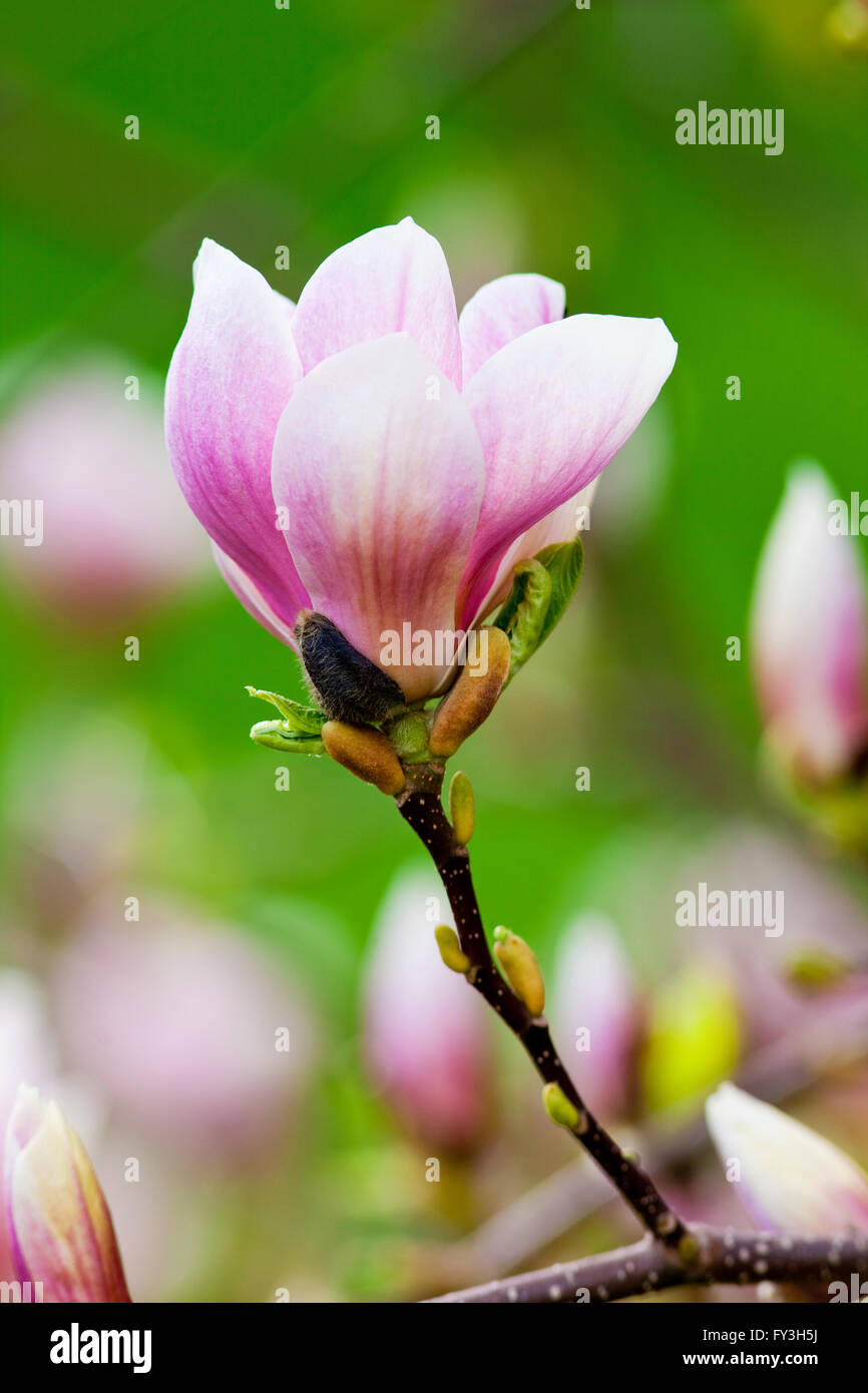 De gros plan à fleur de Magnolia Blossom au printemps Banque D'Images