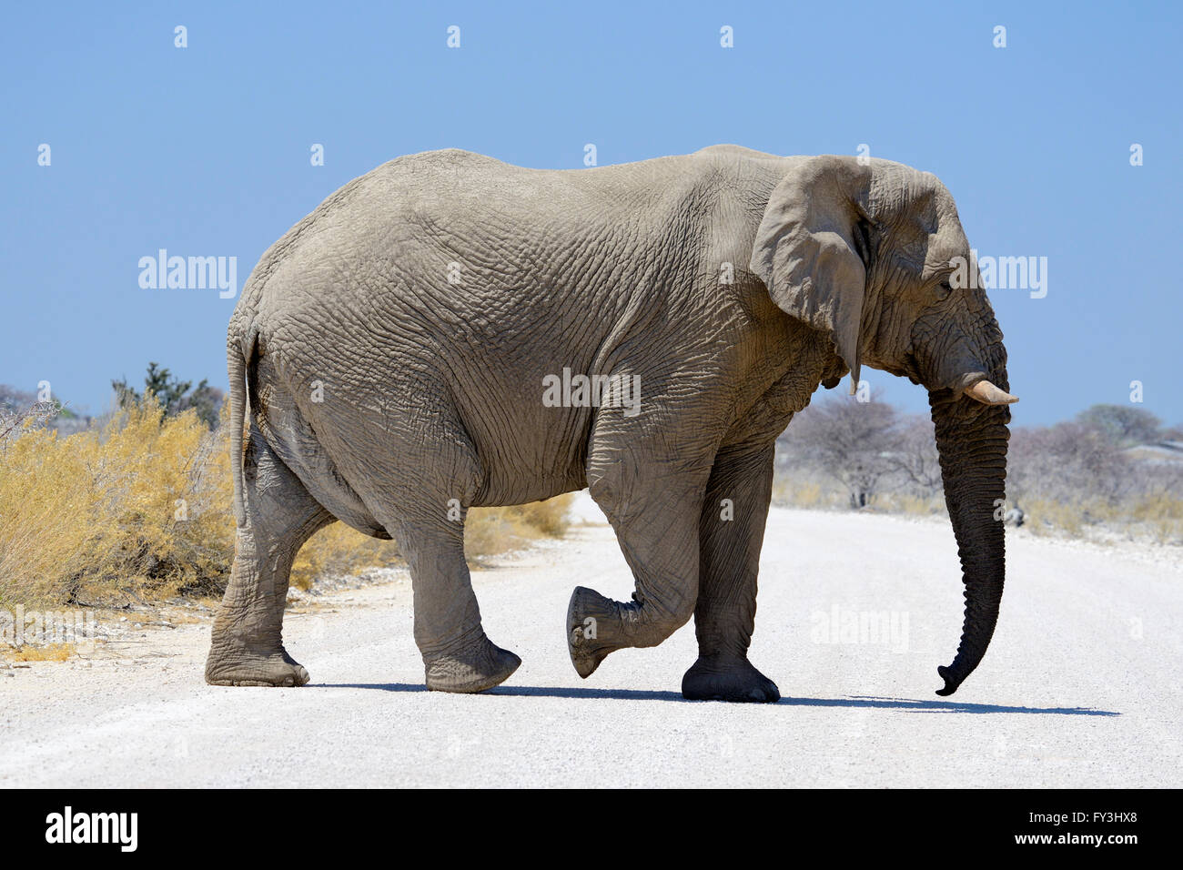 L'éléphant mâle d'Afrique (Loxodonta africana) traversée de route non revêtue dans Etosha National Park, Namibie Banque D'Images