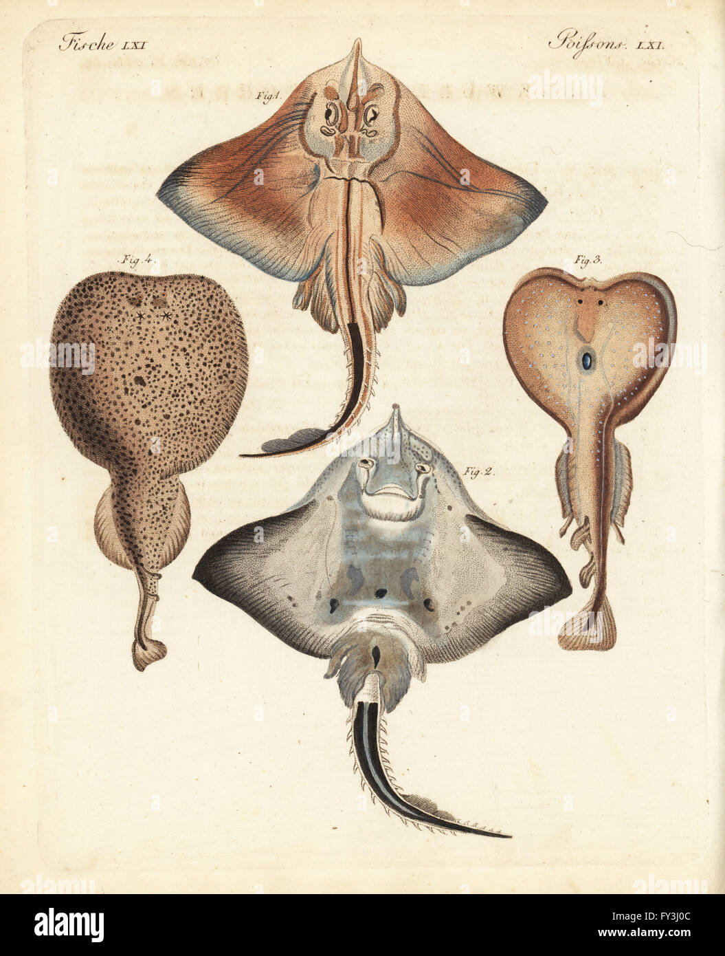 Espèces en grand skate, blanche, Rostroraja alba, dorsale, ventrale, 2 1 eyed raie torpille torpille 3 et marbré de raie Torpedo marmorata 4. Coloriée à la gravure sur cuivre de Johann Friedrich de Bertuch Bilderbuch fur Kinder (Livre d'images pour les enfants), Weimar, 1823. Banque D'Images