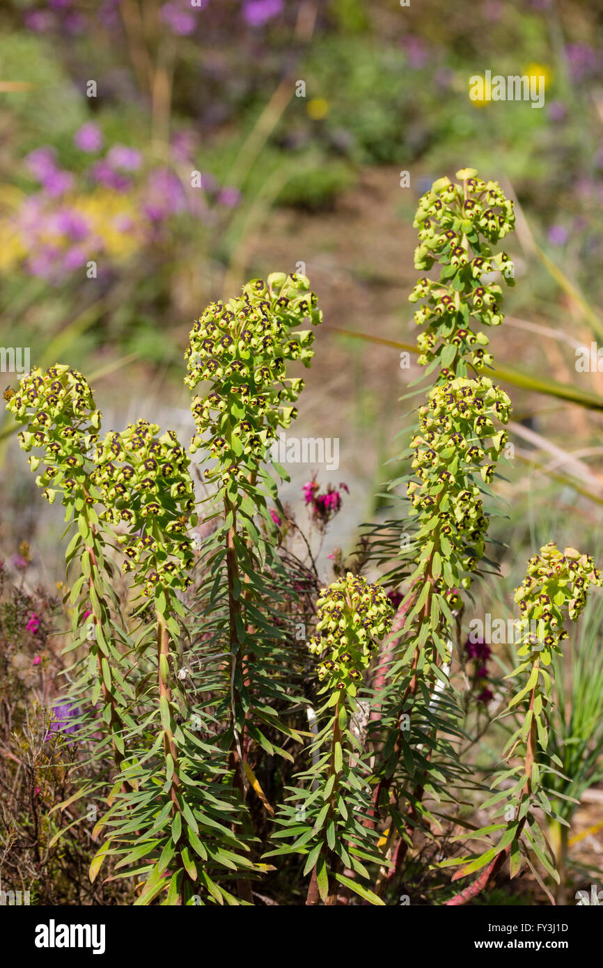 Euphorbia characias 'Black Pearl' est un appareil compact, l'euphorbe ésule fleurissent au printemps avec des glandes nectarifères brun foncé Banque D'Images