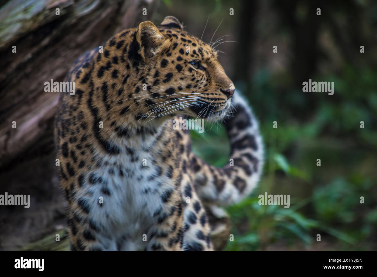 Amur Leopard (Panthera pardus orientalis) à droite Banque D'Images
