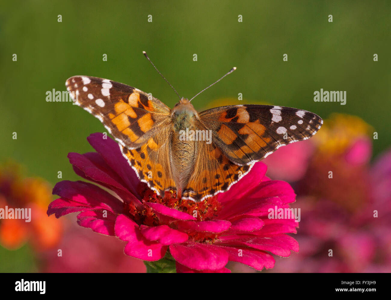 Papillon belle dame assise sur fleur zinnia rose Banque D'Images