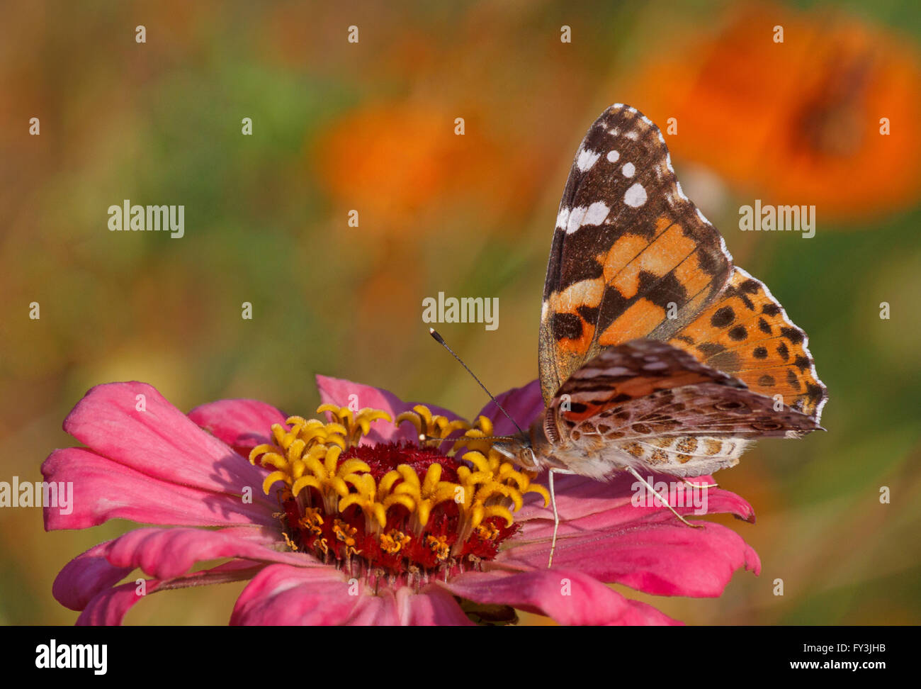 Papillon belle dame assise sur fleur zinnia rose Banque D'Images