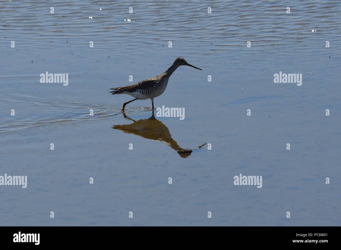 Oiseau avec de longues pattes et le bec dans la zone humide Banque D'Images