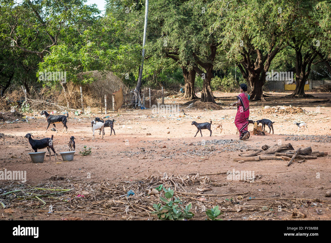 Femme indienne prendre soin de son troupeau de chèvres dans le pays à l'extérieur du village de Kuilapalayam, Auroville, l'Asie Banque D'Images