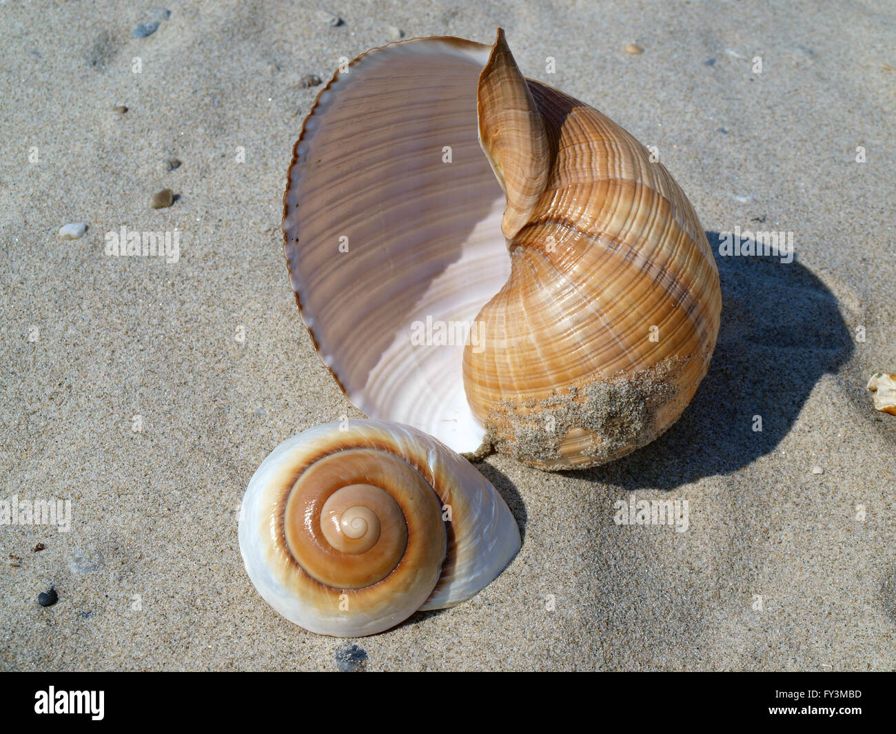 coquillages de mer Banque D'Images