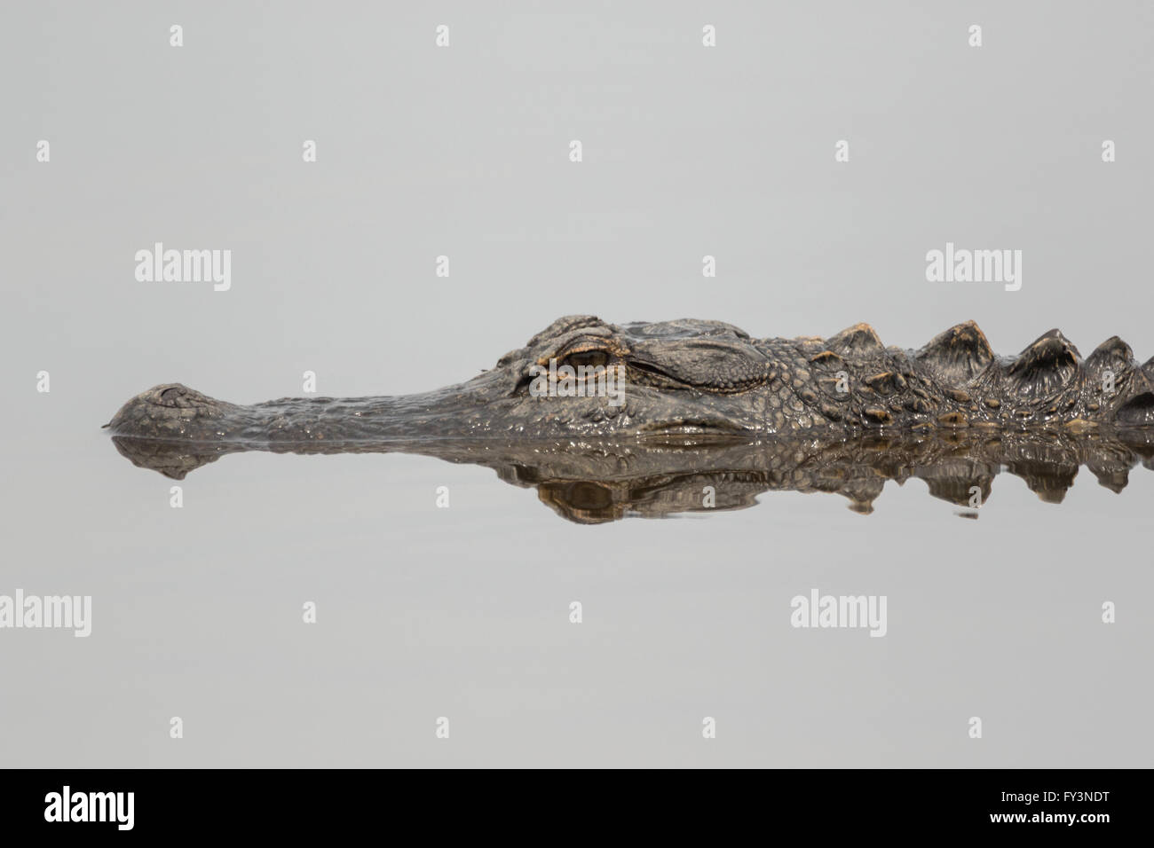 Un alligator se reflète dans les eaux calmes de l'étang dans le Lodge Donnelley Wildlife Management Area 20 avril 2016 à Green Pond, en Caroline du Sud. La préservation fait partie de la nature du bassin d'ACE pour les réfugiés, l'un des plus grands estuaires non développées le long de la côte atlantique des États-Unis. Banque D'Images Un alligator se reflète dans les eaux calmes de l'étang dans le Lodge Donnelley Wildlife Management Area 20 avril 2016 à Green Pond, en Caroline du Sud. La préservation fait partie de la nature du bassin d'ACE pour les réfugiés, l'un des plus grands estuaires non développées le long de la côte atlantique des États-Unis. Banque D'Images