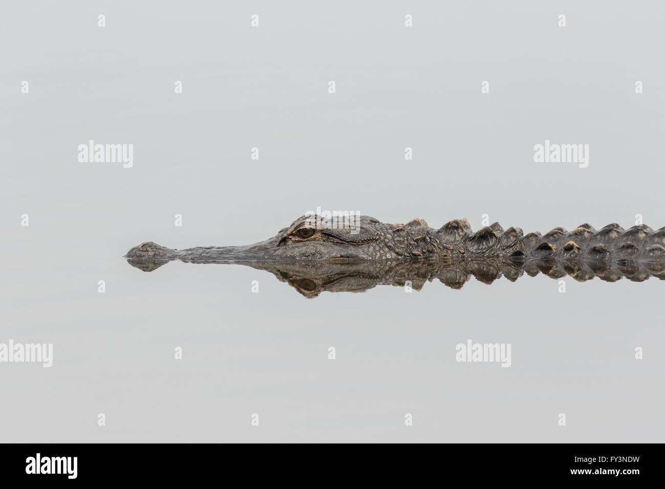 Un alligator se reflète dans les eaux calmes de l'étang dans le Lodge Donnelley Wildlife Management Area 20 avril 2016 à Green Pond, en Caroline du Sud. La préservation fait partie de la nature du bassin d'ACE pour les réfugiés, l'un des plus grands estuaires non développées le long de la côte atlantique des États-Unis. Banque D'Images Un alligator se reflète dans les eaux calmes de l'étang dans le Lodge Donnelley Wildlife Management Area 20 avril 2016 à Green Pond, en Caroline du Sud. La préservation fait partie de la nature du bassin d'ACE pour les réfugiés, l'un des plus grands estuaires non développées le long de la côte atlantique des États-Unis. Banque D'Images