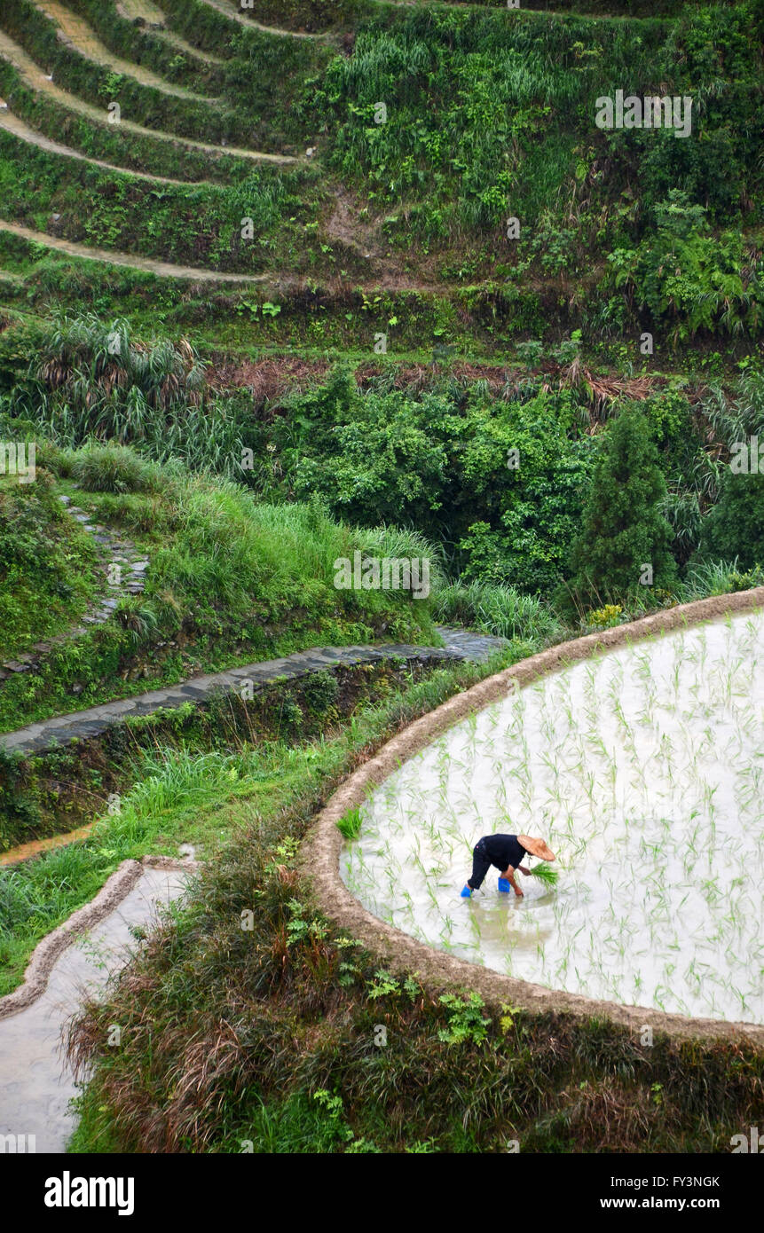 Un fermier plante des plants de riz dans les rizières en terrasses de backbone du Dragon, Dazhai, Chine Banque D'Images