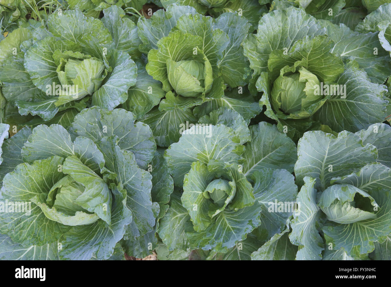 Le chou vert frais dans le potager. Banque D'Images