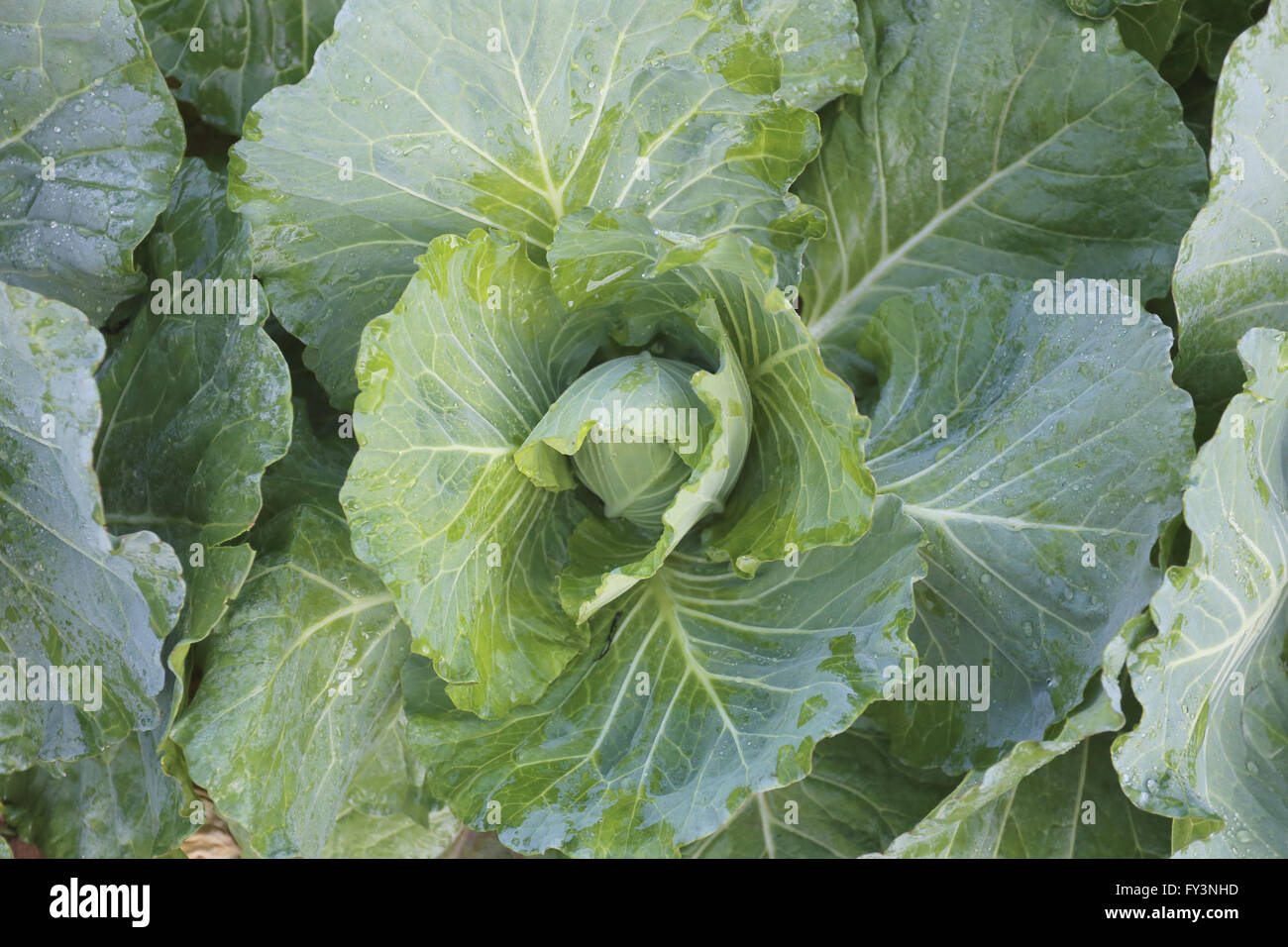 Le chou vert frais dans le potager. Banque D'Images
