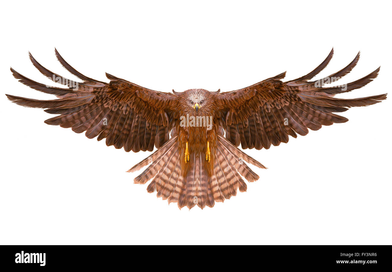 Bird Flying Eagle part dessiner sur fond blanc illustration. Banque D'Images