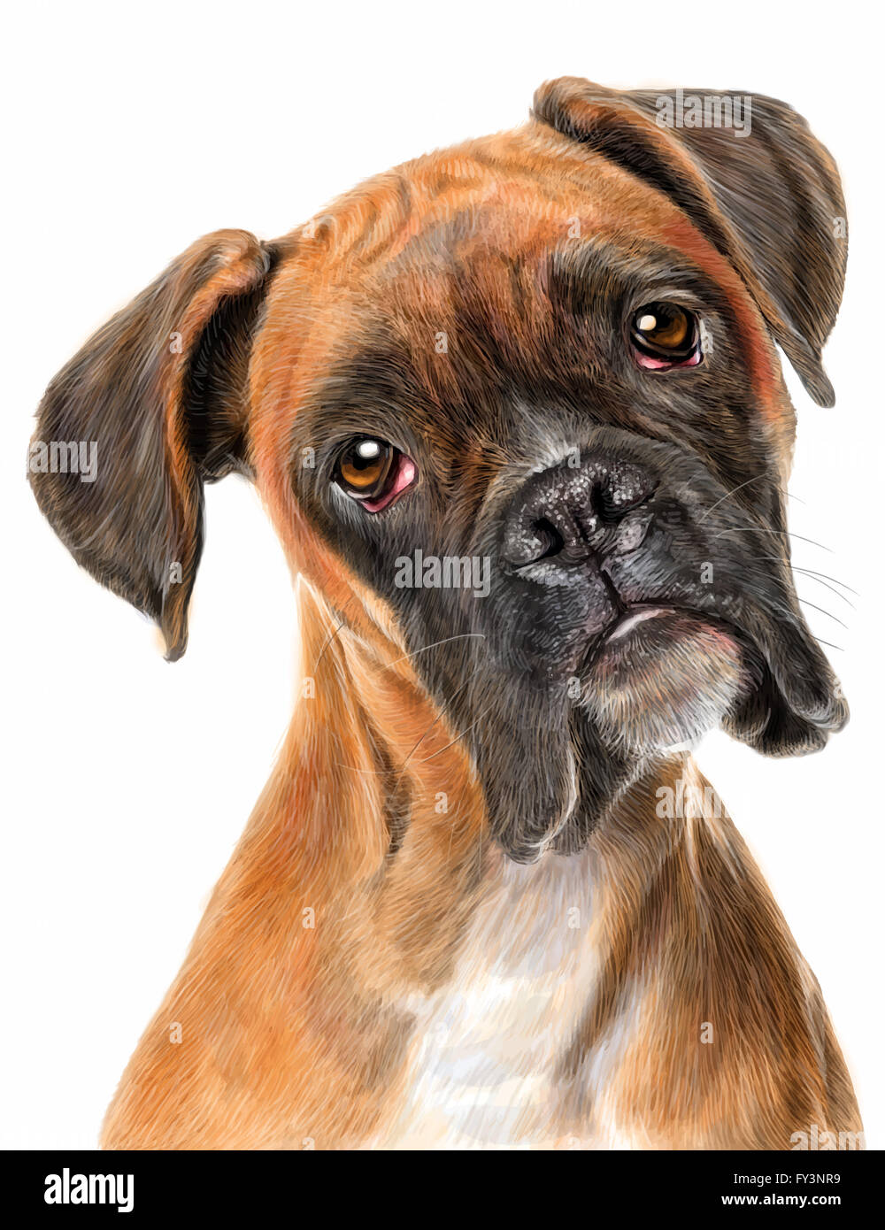 Boxer dog part dessiner sur fond blanc illustration Banque D'Images