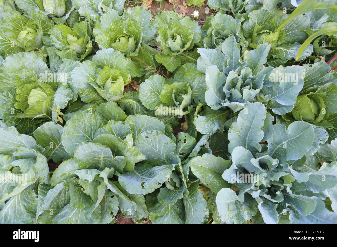 Le chou vert frais dans le potager. Banque D'Images