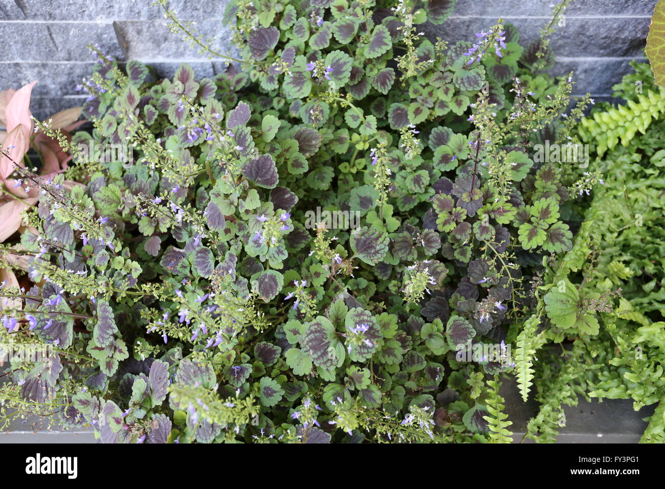 Plantes fleurs ornementales pour la décoration en face d'un café. Banque D'Images