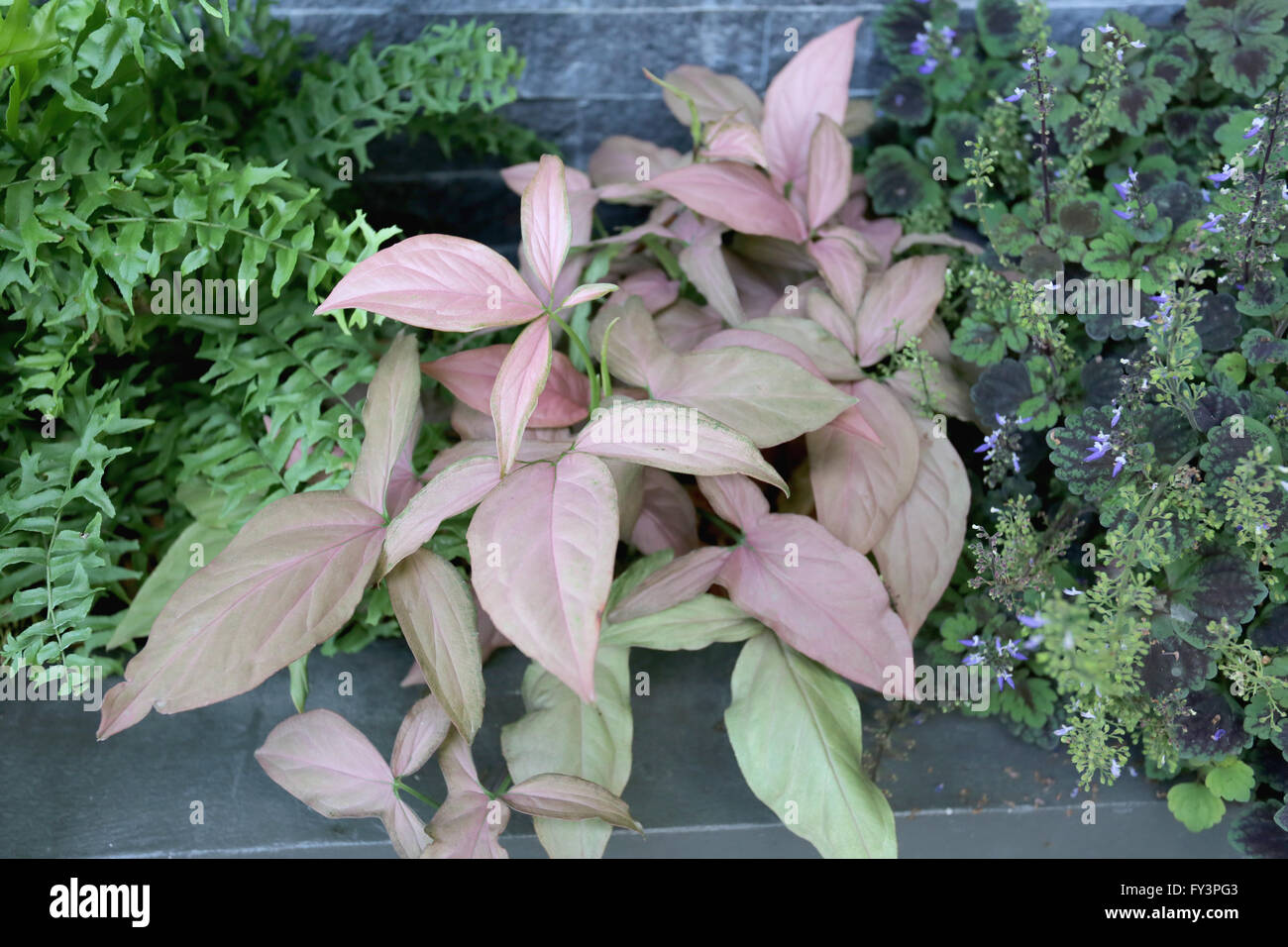 Plantes fleurs ornementales pour la décoration en face d'un café. Banque D'Images