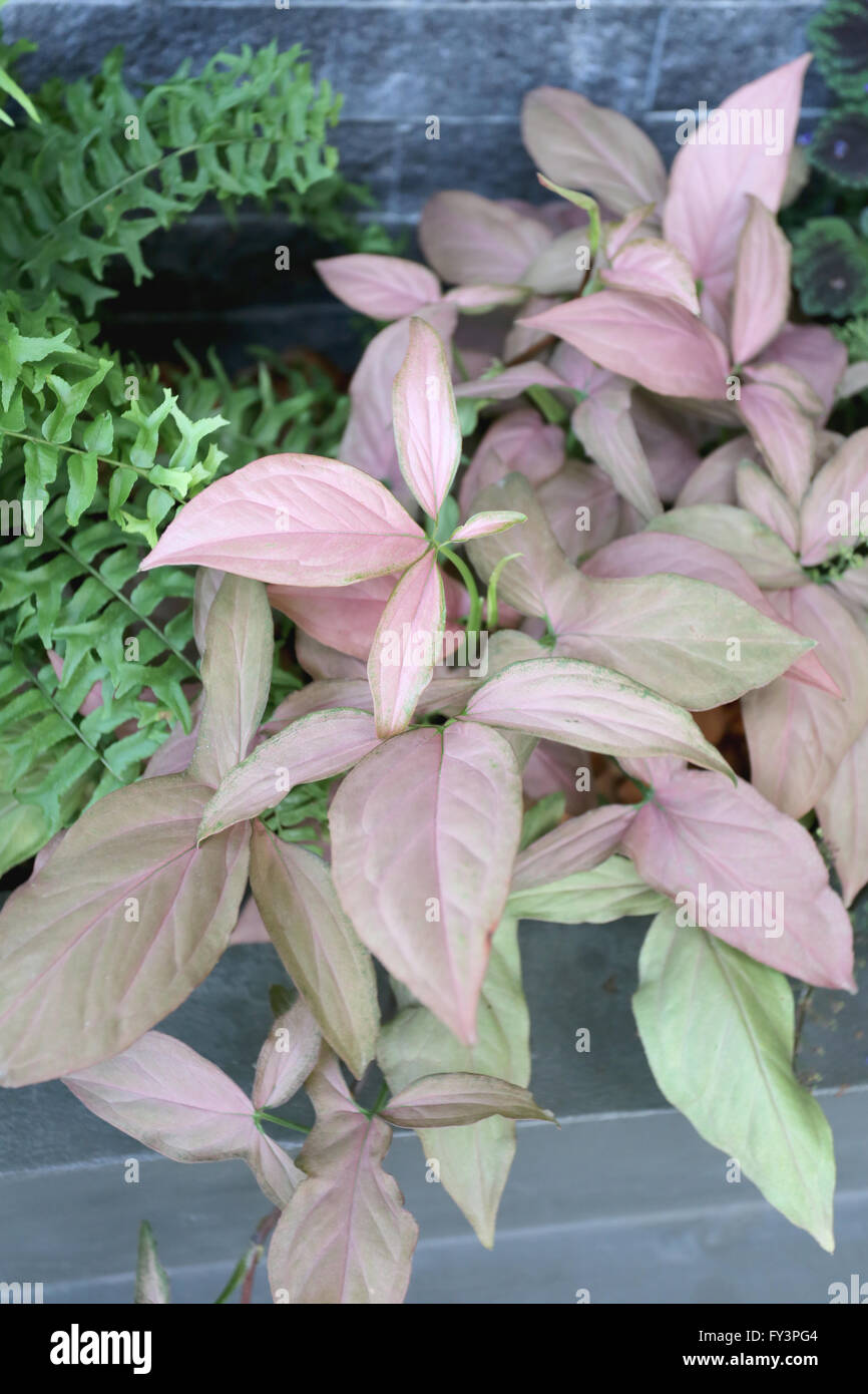Plantes fleurs ornementales pour la décoration en face d'un café. Banque D'Images