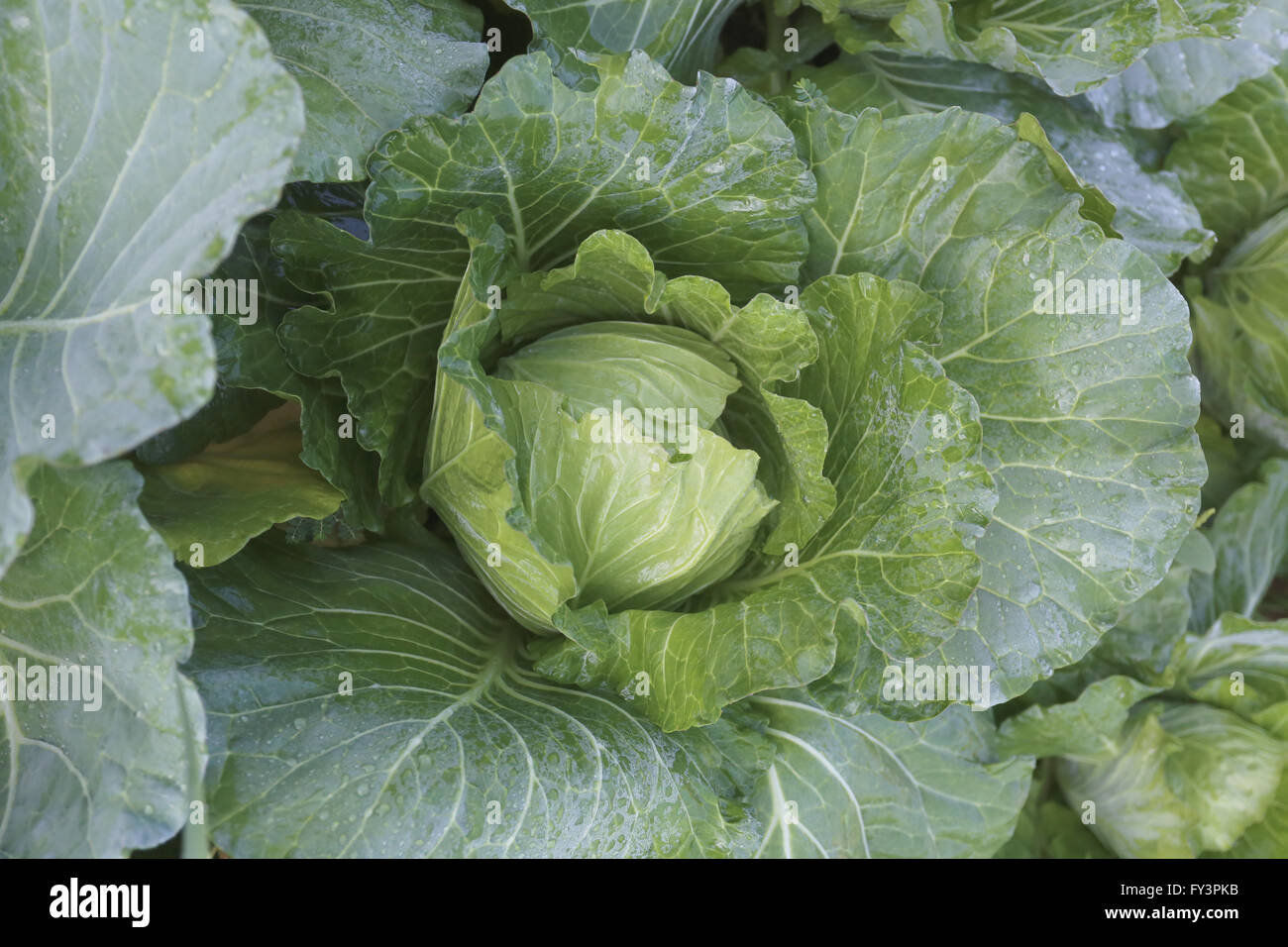 Le chou vert frais dans le potager. Banque D'Images