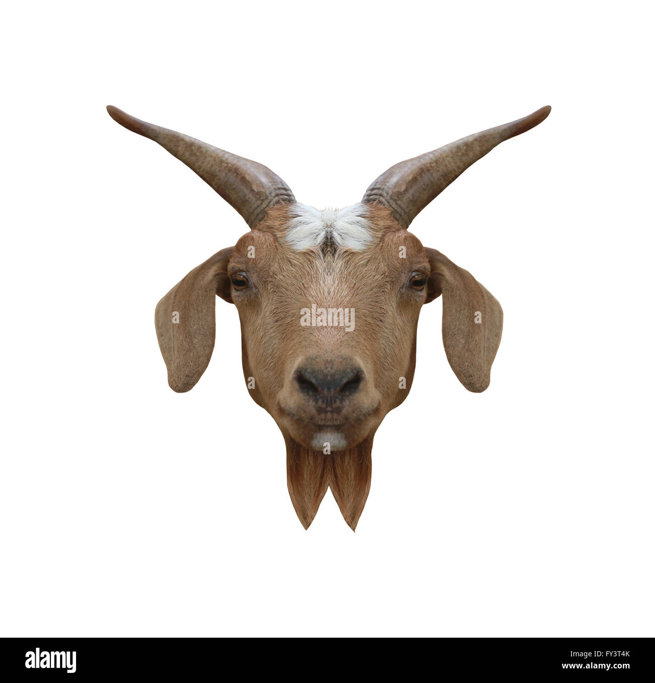 Animal Domestique de tête ou de chèvre Capra hircus isolé sur fond blanc et ont chemins de détourage. Banque D'Images