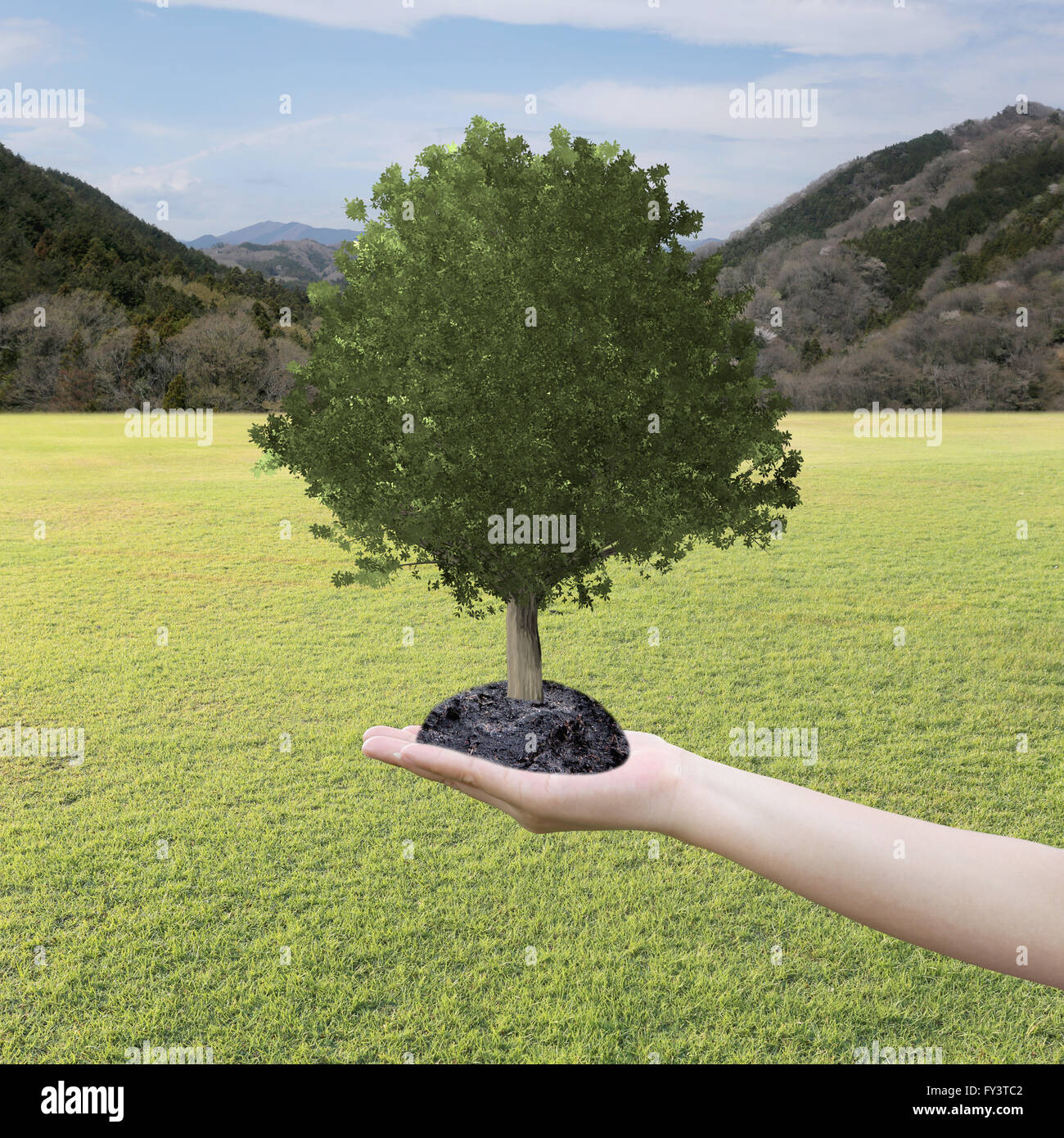 Grand arbre cultivé dans la main et de la pelouse,concept de conservation de la nature et de la plantation d'arbres. Banque D'Images