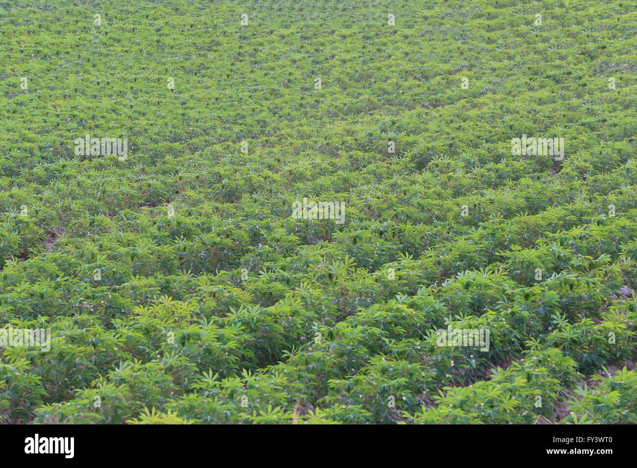 Plantation de manioc dans les zones rurales de l'agriculture de Thaïlande. Banque D'Images