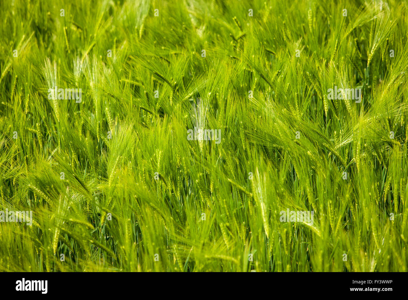 Balle de blé, Northumberland, England Banque D'Images