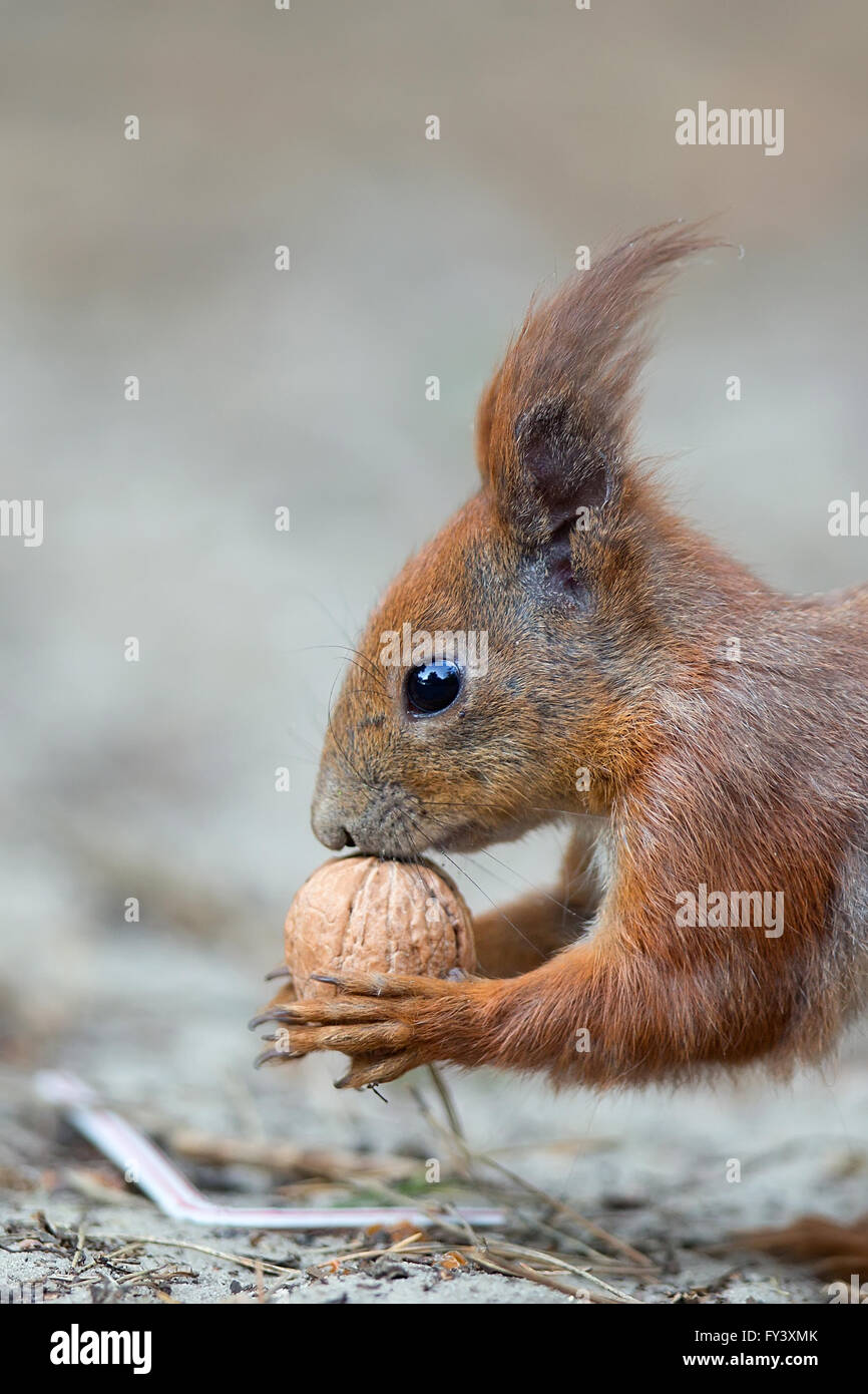 L'écureuil roux à l'état sauvage, un portrait Banque D'Images