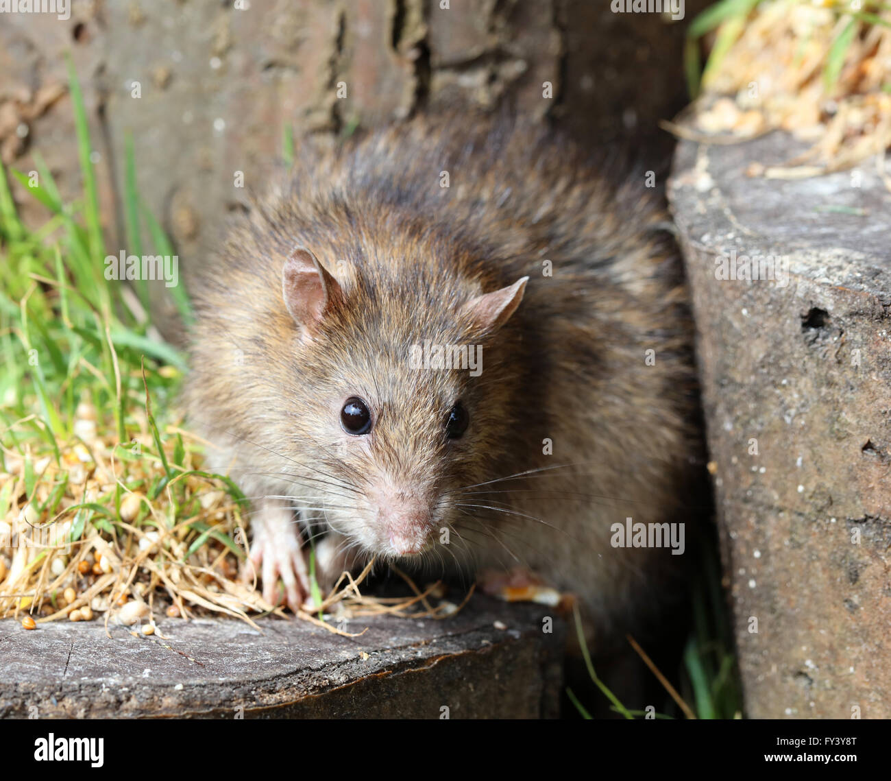 Close up of a wild rat brun Banque D'Images
