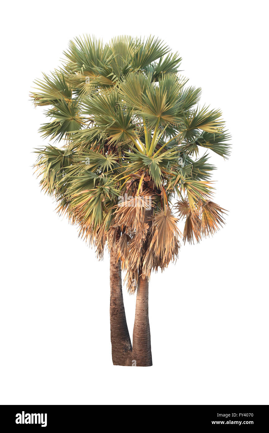 Arbre tropical ou sucre de palme isolé sur fond blanc pour l'idée décoration design naturel. Banque D'Images