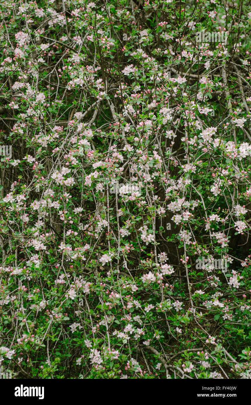 Pommiers en fleurs sauvages au printemps Banque D'Images