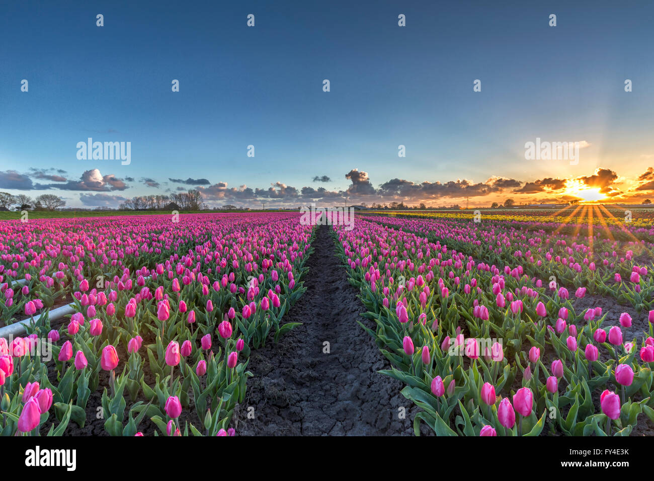 Beau champ de tulipes roses dans les Pays-Bas au coucher du soleil Banque D'Images