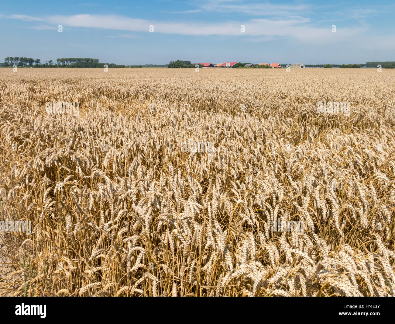 Champ de blé sur l'île de Goeree-Overflakkee, dans la province d'South-Holland, Pays-Bas Banque D'Images Champ de blé sur l'île de Goeree-Overflakkee, dans la province d'South-Holland, Pays-Bas Banque D'Images