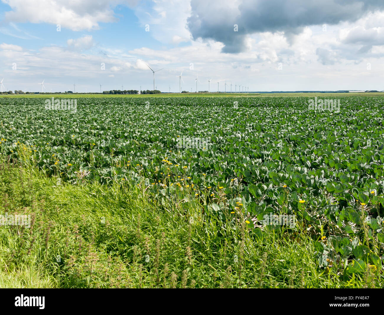 Ferme champ d'épinards et les éoliennes dans le Flevoland polder, Pays-Bas Banque D'Images