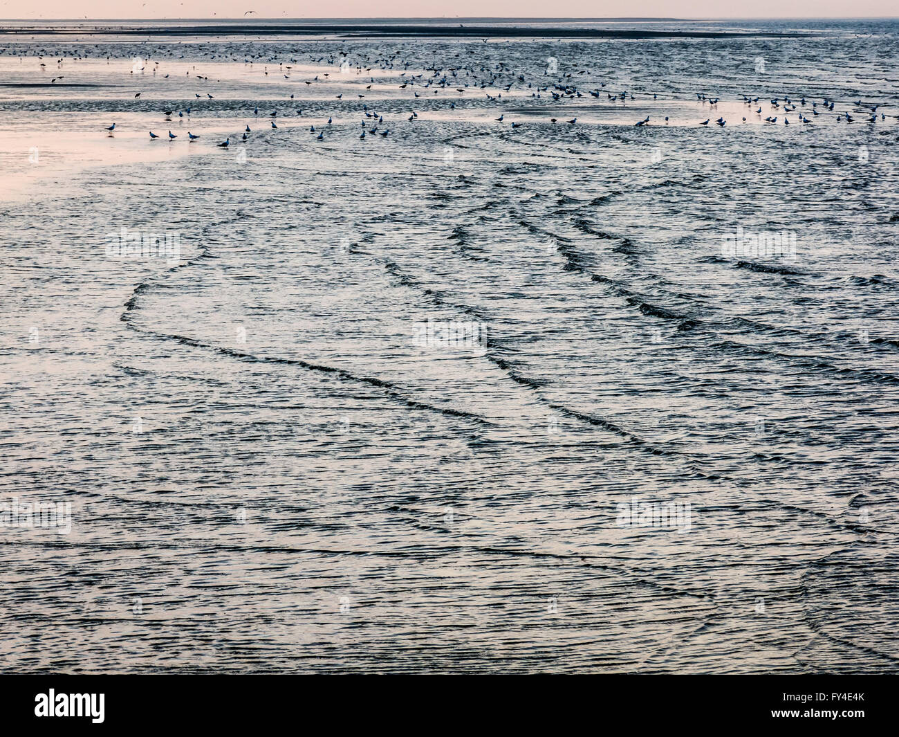 Clapotis des vagues et d'alimentation des oiseaux de mer à marée basse sur les zones humides près de Rotterdam aux Pays-Bas Banque D'Images