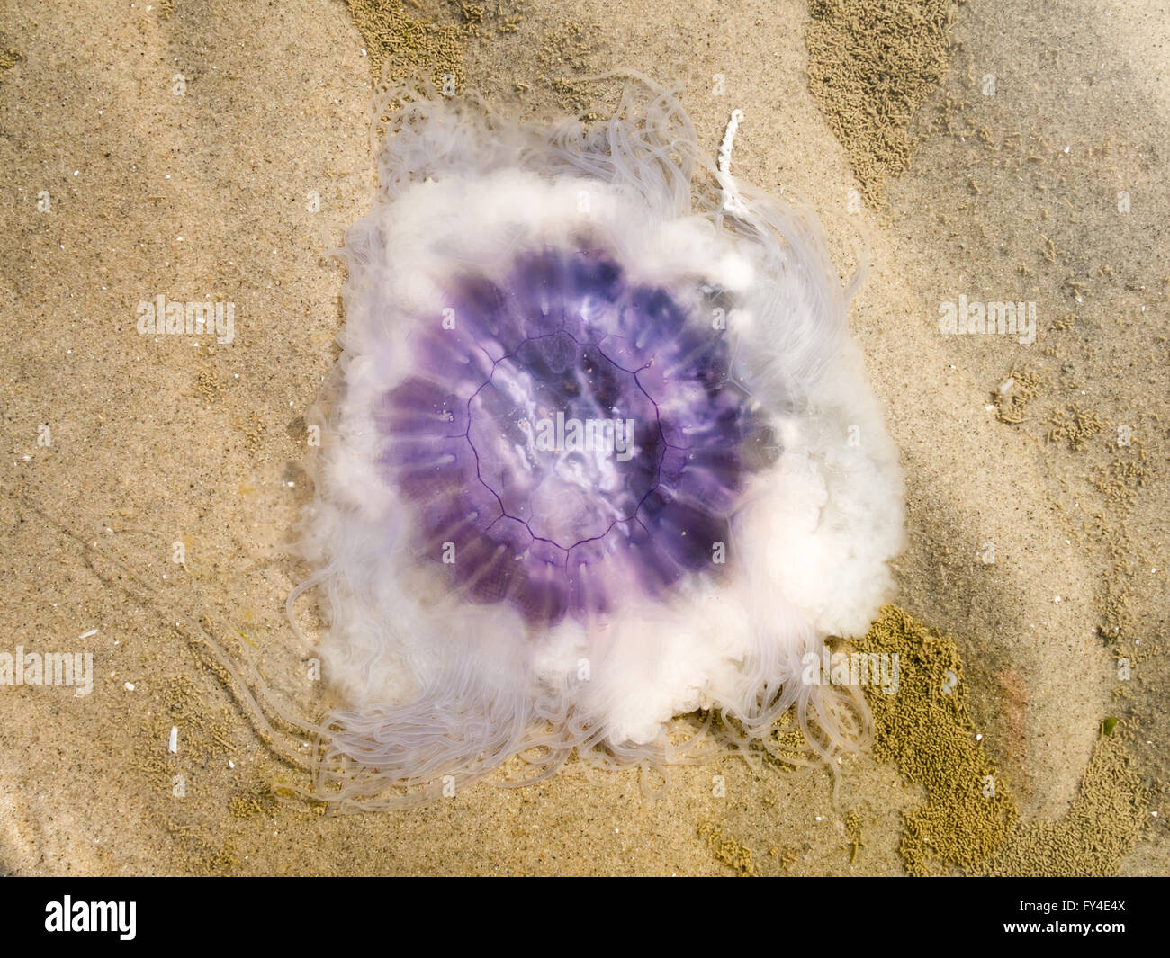 Méduses bleues sur le sable des terres humides de la mer de Wadden, Pays-Bas Banque D'Images