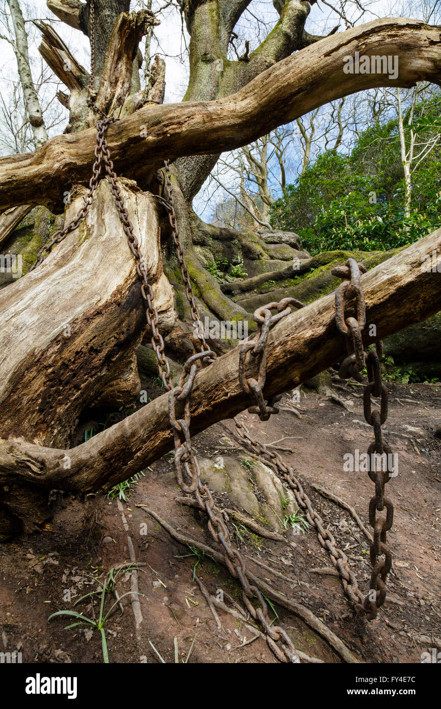 Le Chêne enchaînés, Alton, Staffordshire Banque D'Images