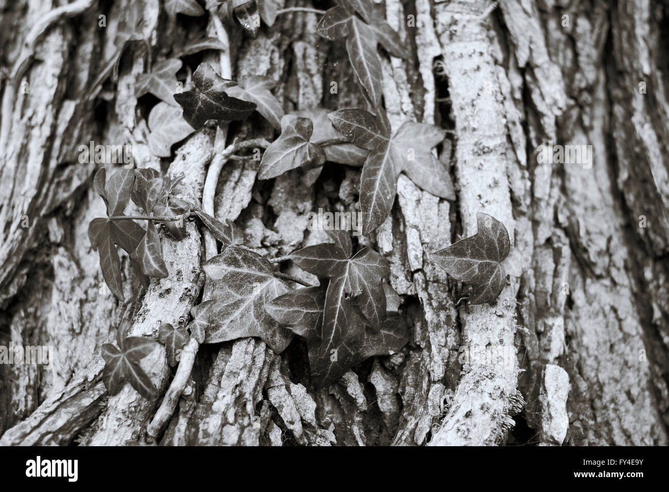 Le lierre (Hedera helix) qui poussent sur le tronc d'un arbre. Image Monochrome. Banque D'Images