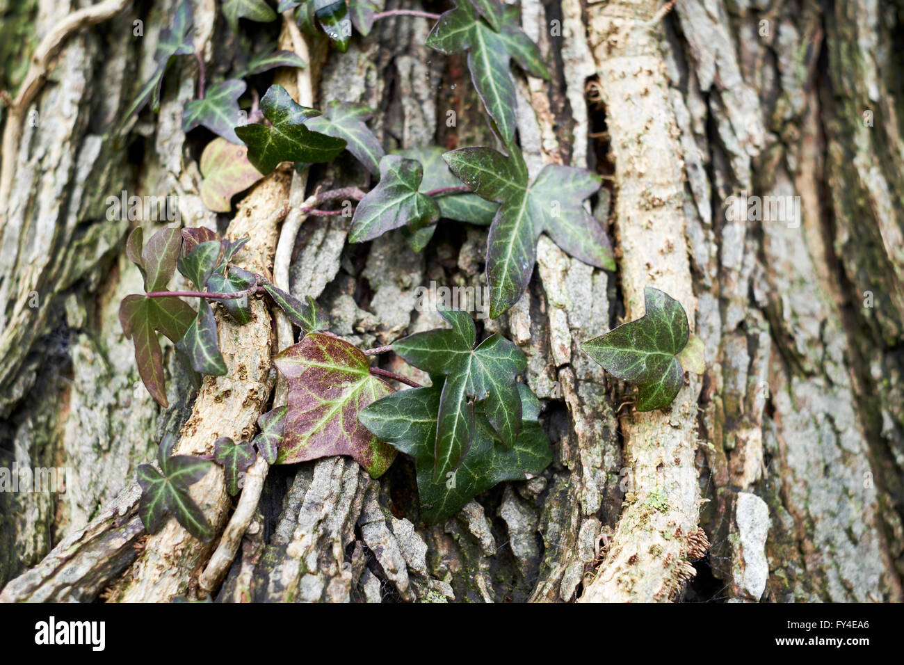 Le lierre (Hedera helix) qui poussent sur le tronc d'un arbre. Banque D'Images