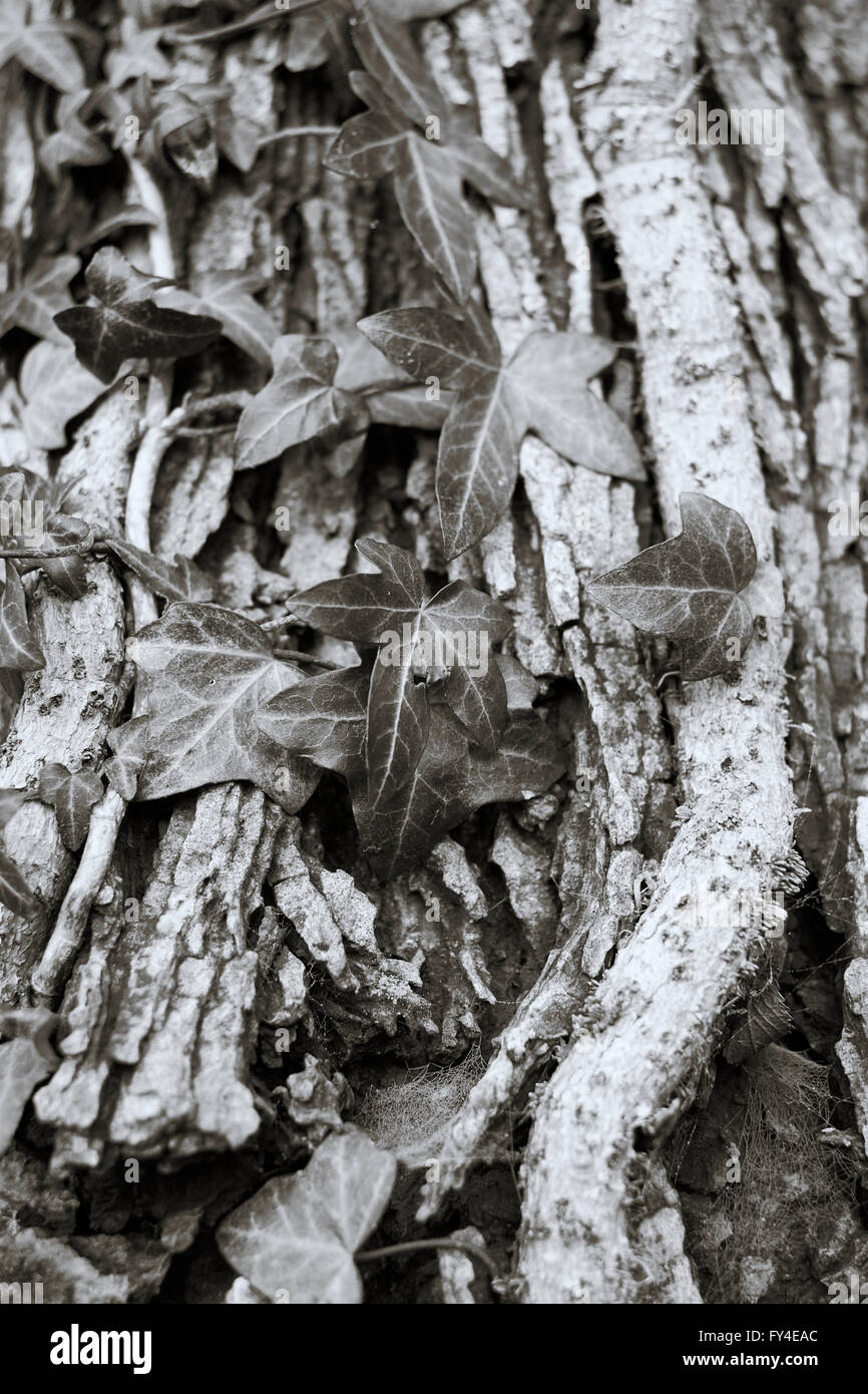 Le lierre (Hedera helix) qui poussent sur le tronc d'un arbre. Image Monochrome. Banque D'Images