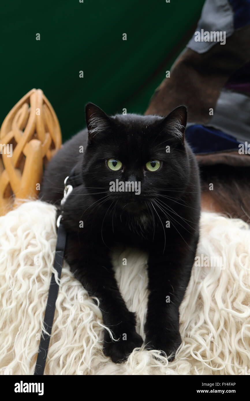 Chat noir avec des yeux verts à la caméra à droite Banque D'Images