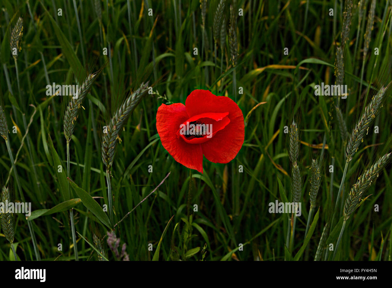 Pavot Rouge à grain Field (Papaver rhoeas) Banque D'Images