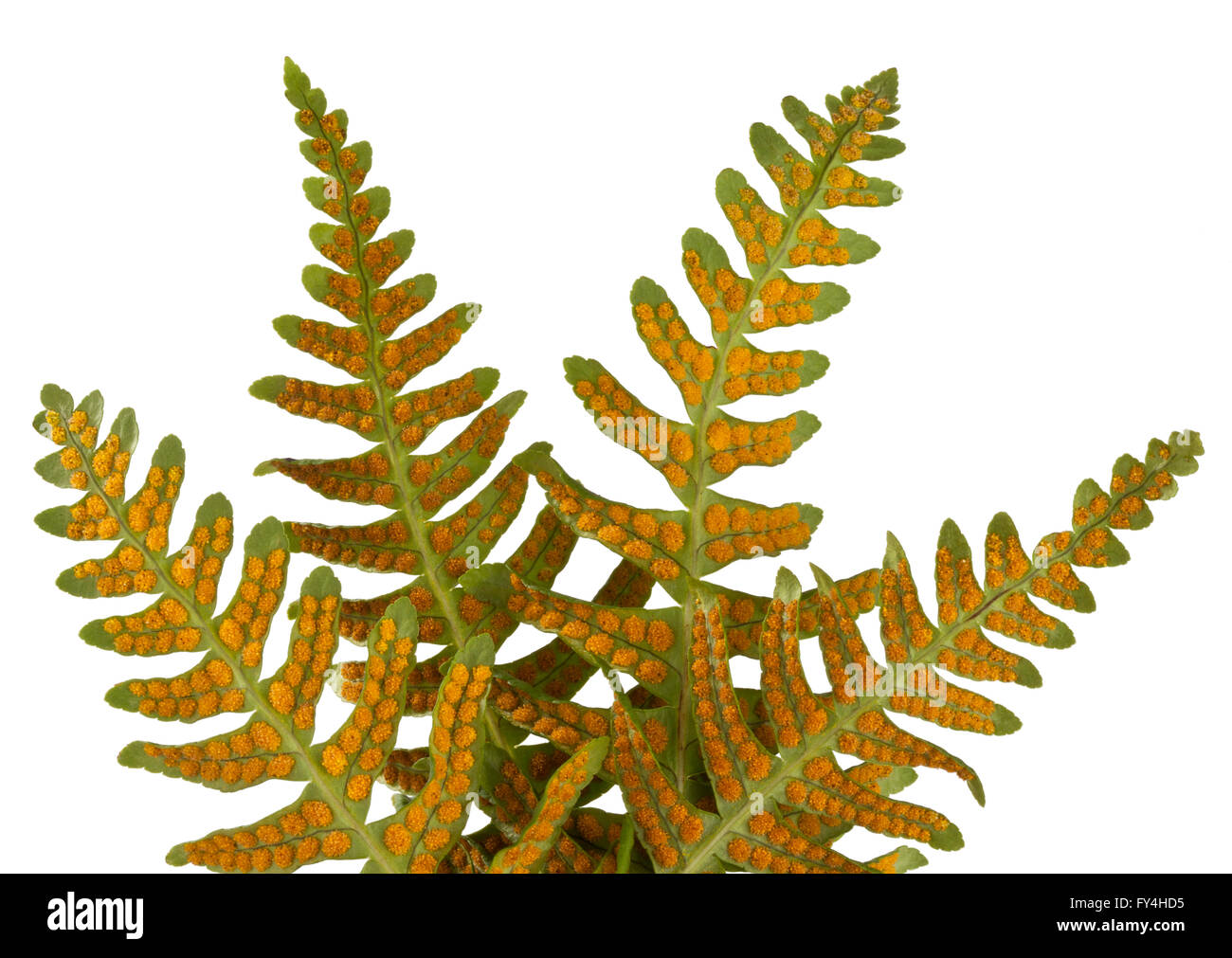 La face inférieure des feuilles de fougère Polypodium 'réglisse Glycyrrhiza" montrant les spores de la reproduction Banque D'Images