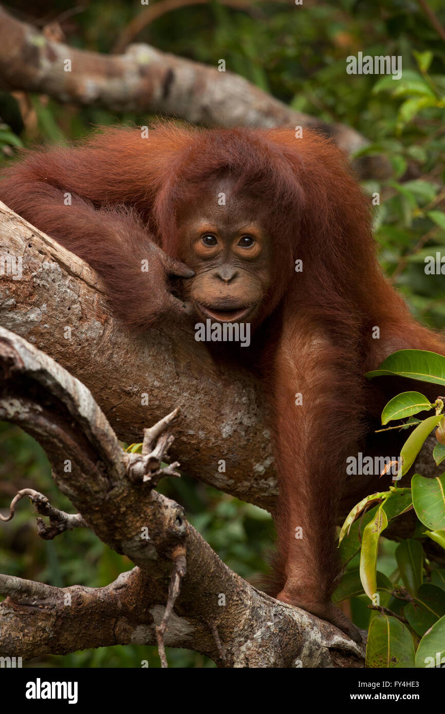 L'orang-outan, Tanjung Puting, Kalimantan, Bornéo, Indonésie Banque D'Images