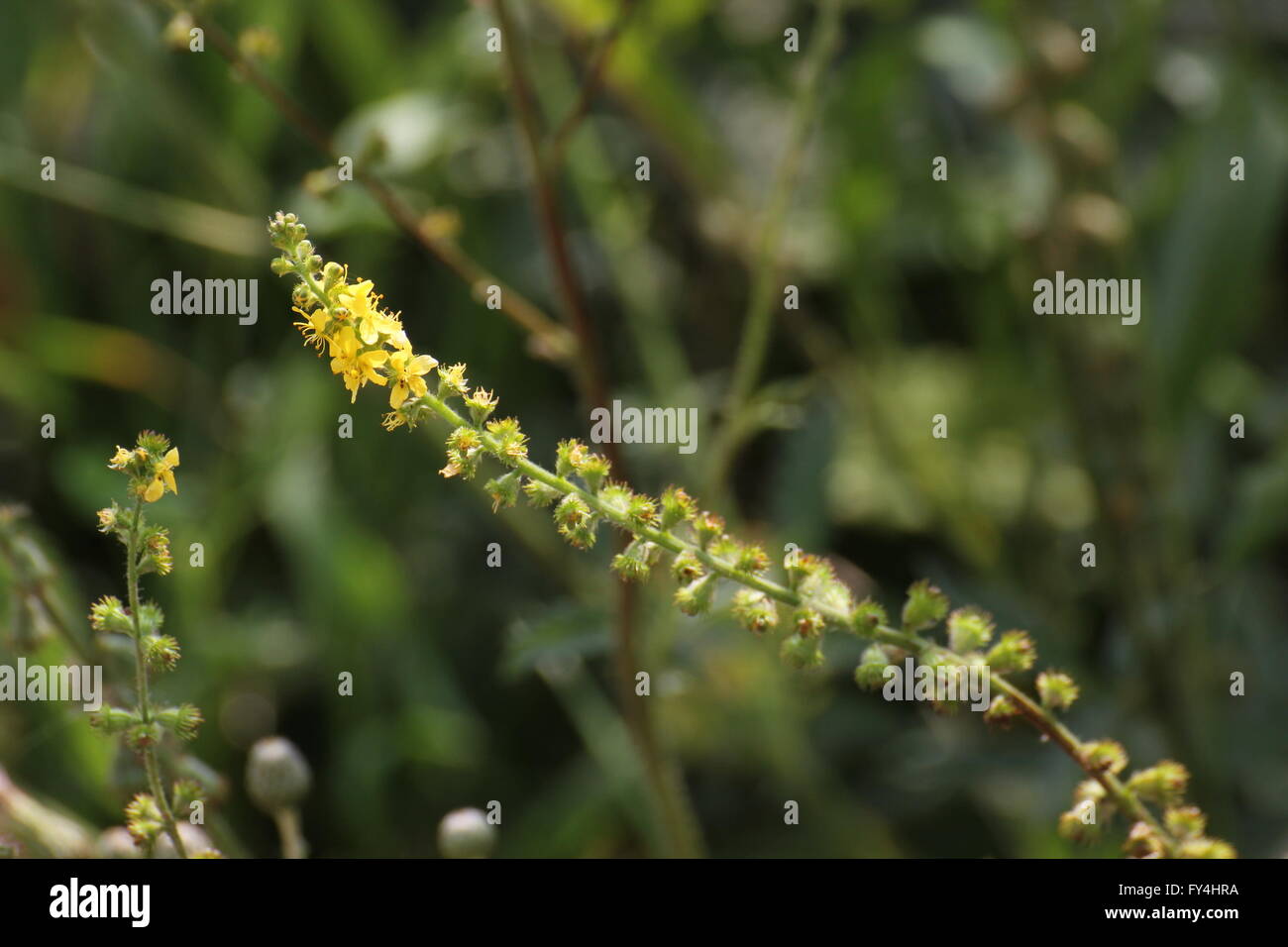 Inflorescence de sticklewort (Agrimonia eupatoria). Banque D'Images