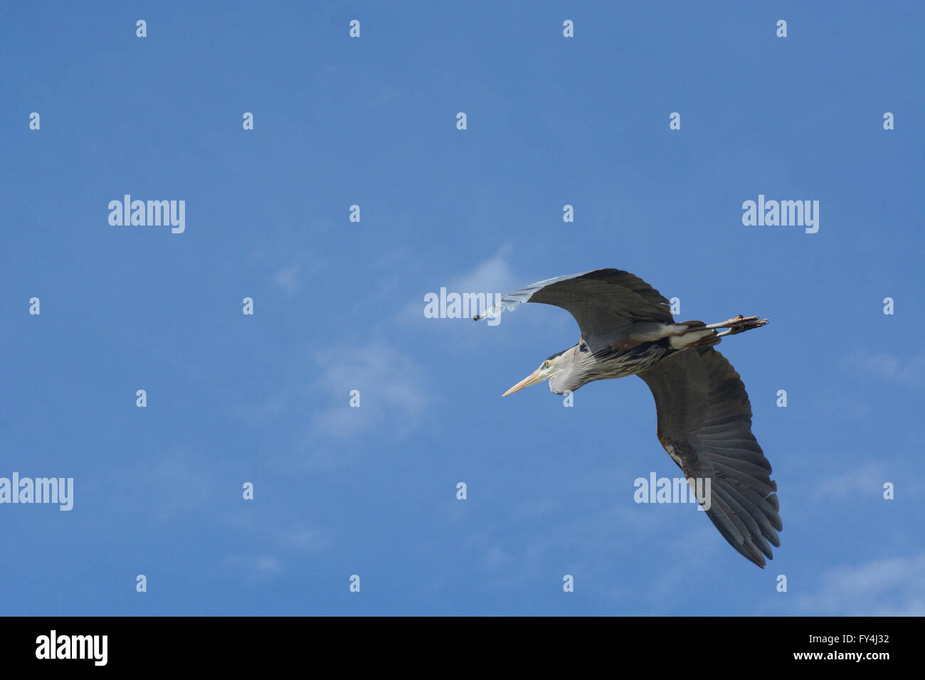 Grand héron voler dans le ciel bleu avec des nuages Banque D'Images Grand héron voler dans le ciel bleu avec des nuages Banque D'Images
