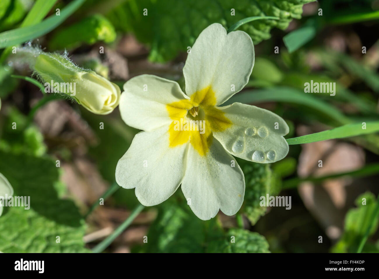 Primrose sauvages avec fleur rosée sur un matin de printemps ensoleillé Banque D'Images