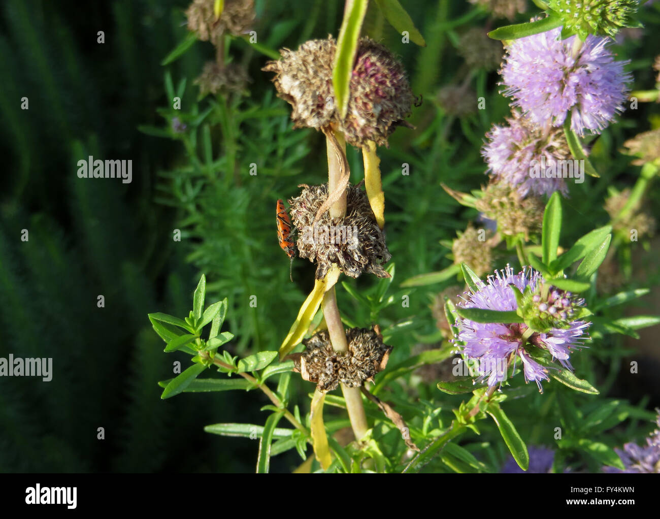 Vue latérale du bug de cannelle (Corizus hyoscyami) sur l'eau morte (menthe verte Mentha cervina) flower Banque D'Images