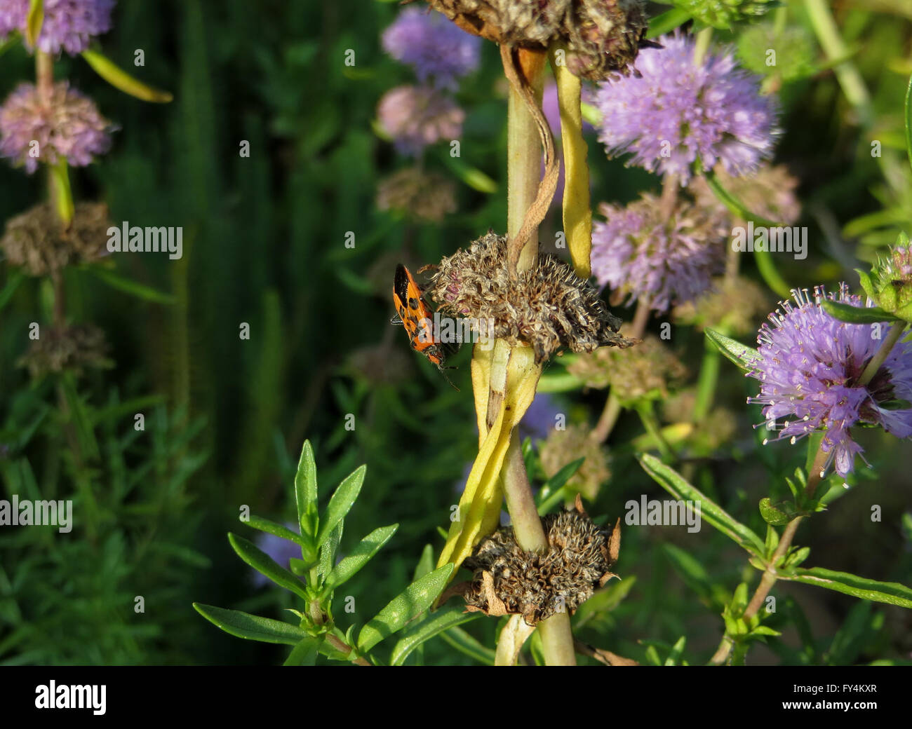 Les trois-quarts vue dorsale de la cannelle bug (Corizus hyoscyami) sur l'eau morte (menthe verte Mentha cervina) flower Banque D'Images